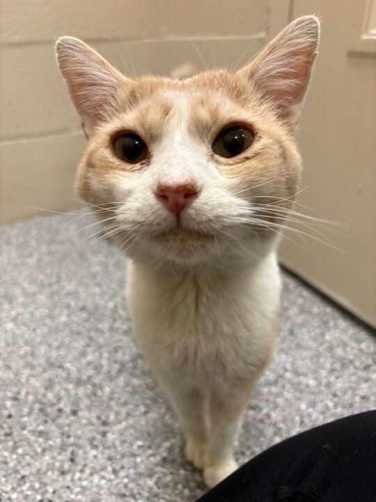 Picture of the Animal Listed